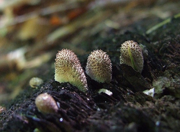 prášnica Lycoperdon sp.