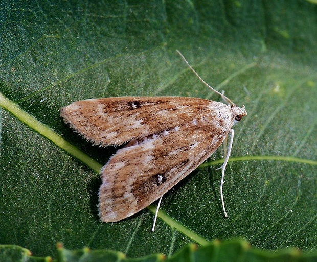 vijačka močiarna Parapoynx stratiotata