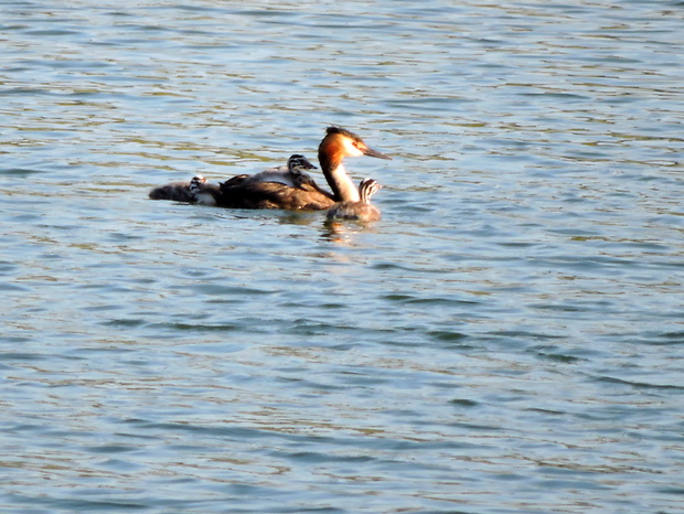 potápka chochlatá  Podiceps cristatus