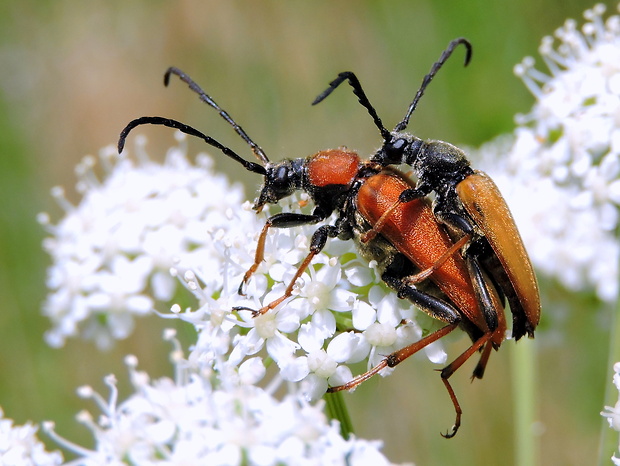 fuzáč obyčajný  Stictoleptura rubra