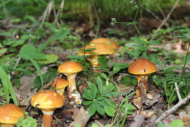 masliak smrekovcový Suillus grevillei (Klotzsch) Singer