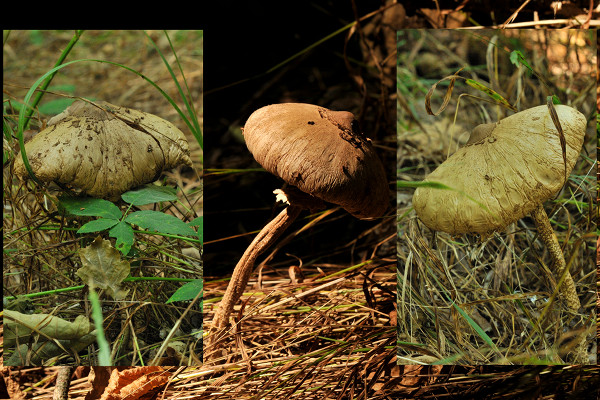 bedľa Konradova Macrolepiota konradii (Huijsman ex P.D. Orton) M.M. Moser