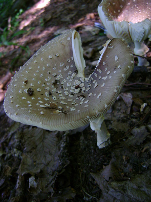 muchotrávka tigrovaná Amanita pantherina (DC.) Krombh.