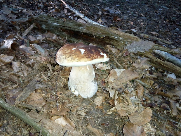 hríb smrekový Boletus edulis Bull.