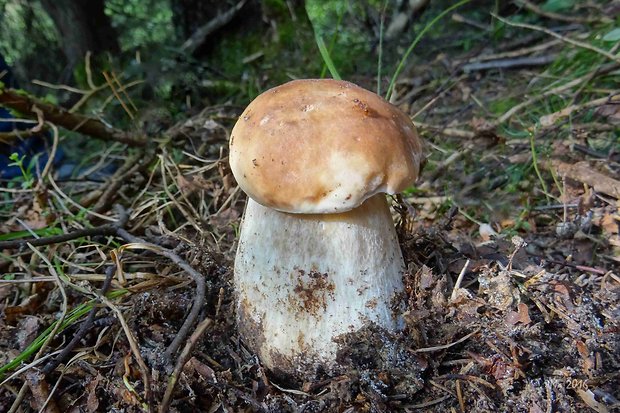 hríb smrekový Boletus edulis Bull.