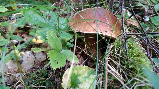 hríb smrekový Boletus edulis Bull.