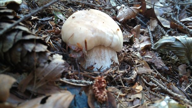 hríb smrekový Boletus edulis Bull.