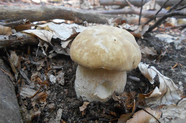 hríb dubový Boletus reticulatus Schaeff.