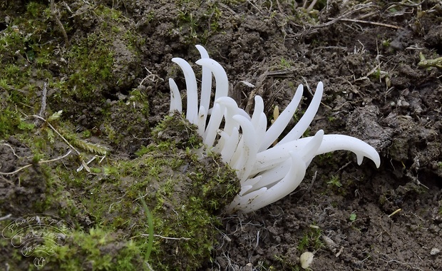 kyjačik lámavý Clavaria fragilis Holmsk.