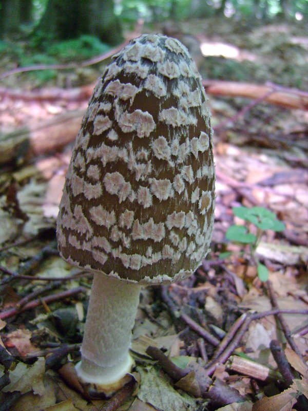 hnojník strakatý Coprinopsis picacea (Bull.) Redhead, Vilgalys & Moncalvo