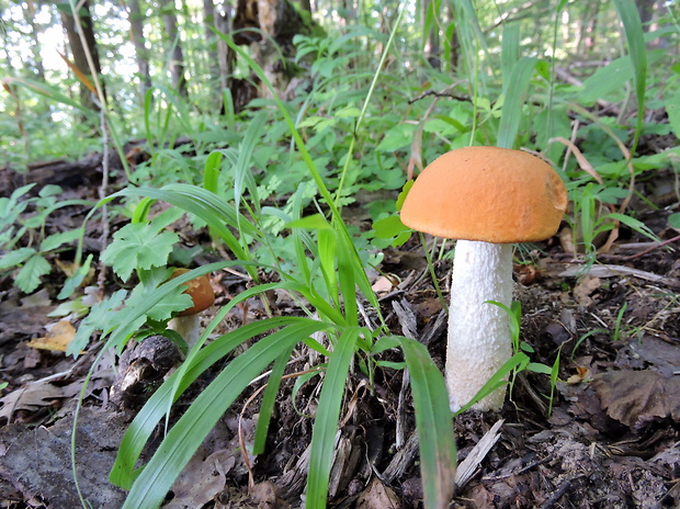 kozák osikový Leccinum albostipitatum den Bakker & Noordel.