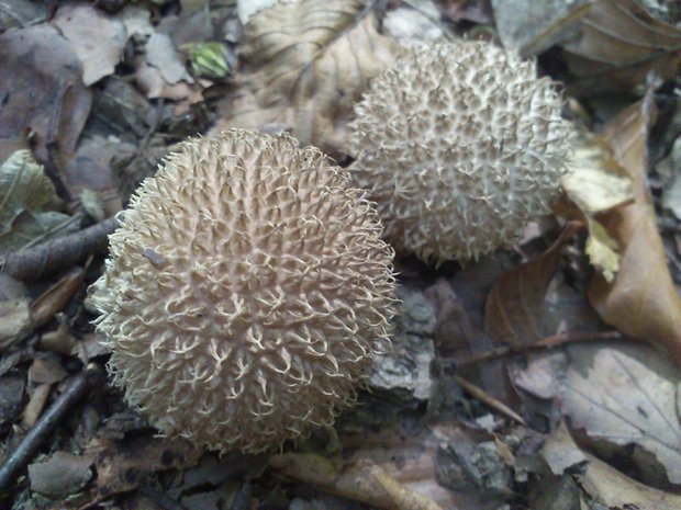 prášnica pichliačová Lycoperdon echinatum Pers.