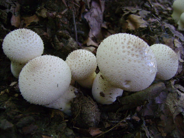 prášnica bradavičnatá Lycoperdon perlatum Pers.