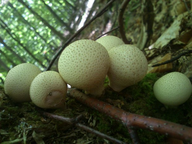 prášnica hruškovitá Lycoperdon pyriforme Schaeff.