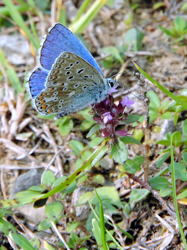 modráčik ďatelinový  Polyommatus bellargus