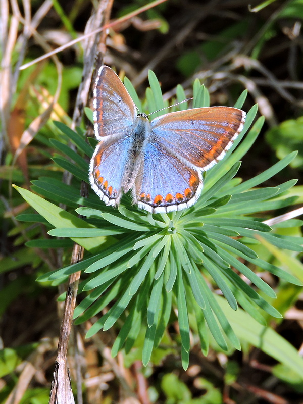 modráčik ďatelinový   Polyommatus bellargus