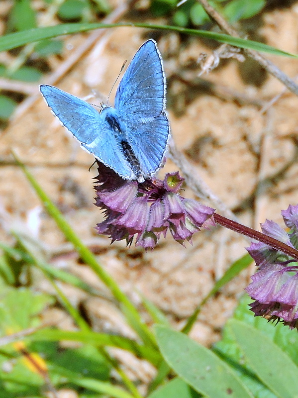 modráčik ďatelinový   Polyommatus bellargus