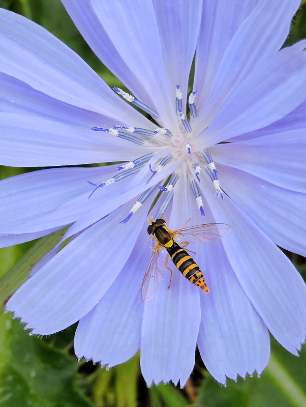 pestrica Sphaerophoria scripta