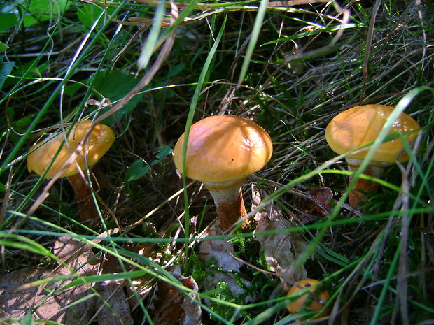 masliak smrekovcový Suillus grevillei (Klotzsch) Singer