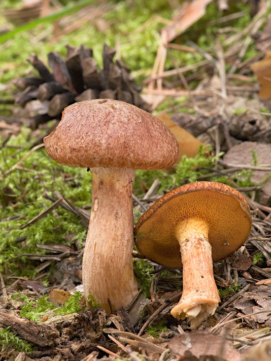 masliak tridentský Suillus tridentinus (Bres.) Singer