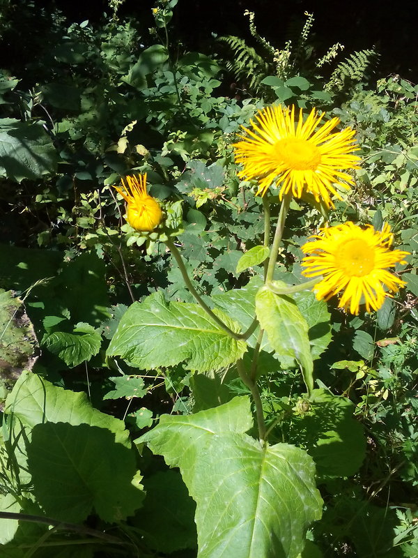 telekia ozdobná Telekia speciosa (Schreb.) Baumg.