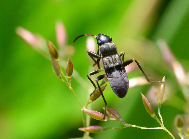 behavka  Rhyparochromus vulgaris