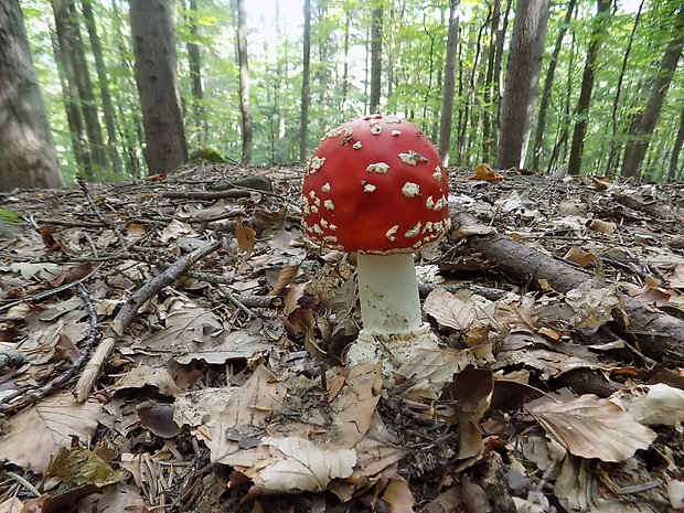 muchotrávka Amanita sp.