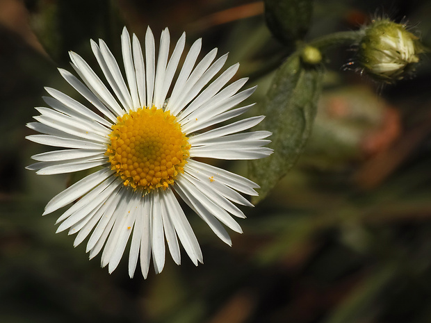 sedmokráska obyčajná Bellis perennis L.