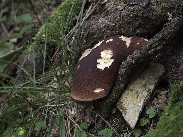 hríb sosnový Boletus pinophilus Pil. et Dermek in Pil.