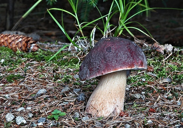 hríb sosnový Boletus pinophilus Pil. et Dermek in Pil.