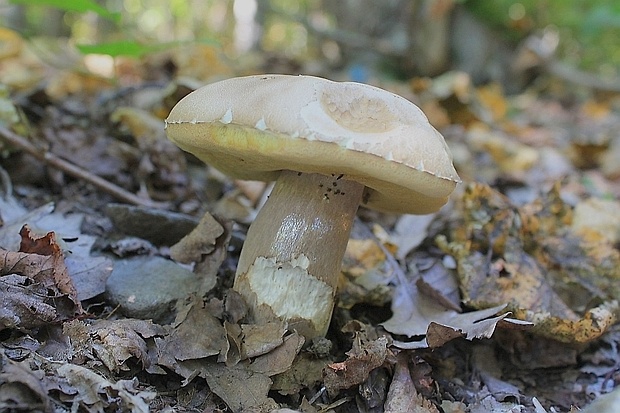 hríb dubový Boletus reticulatus Schaeff.