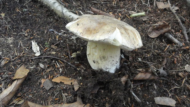 hríb dubový Boletus reticulatus Schaeff.