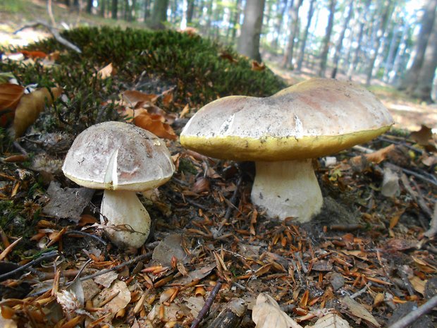 hríb Boletus sp.