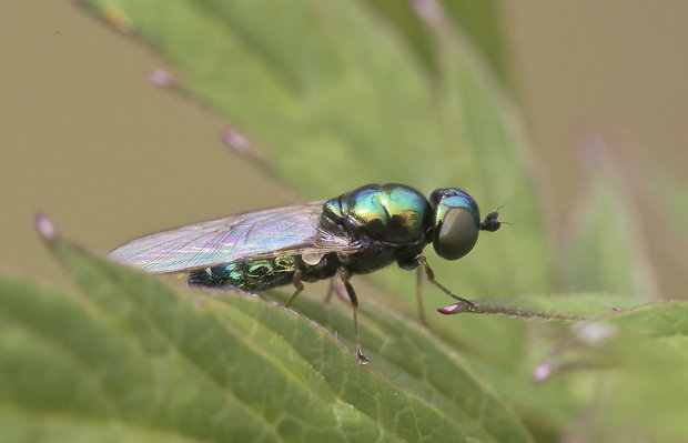 bránivka zelenkastá Chloromyia formosa