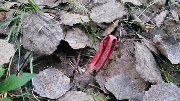 mrežovka kvetovitá Clathrus archeri (Berk.) Dring