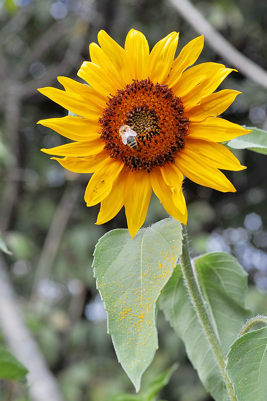 slnečnica ročná Helianthus annuus L.