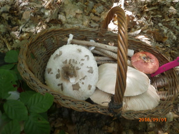 bedľa vysoká Macrolepiota procera (Scop.) Singer