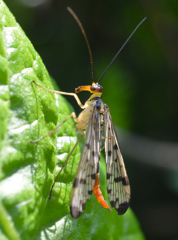 srpica Panorpa sp.