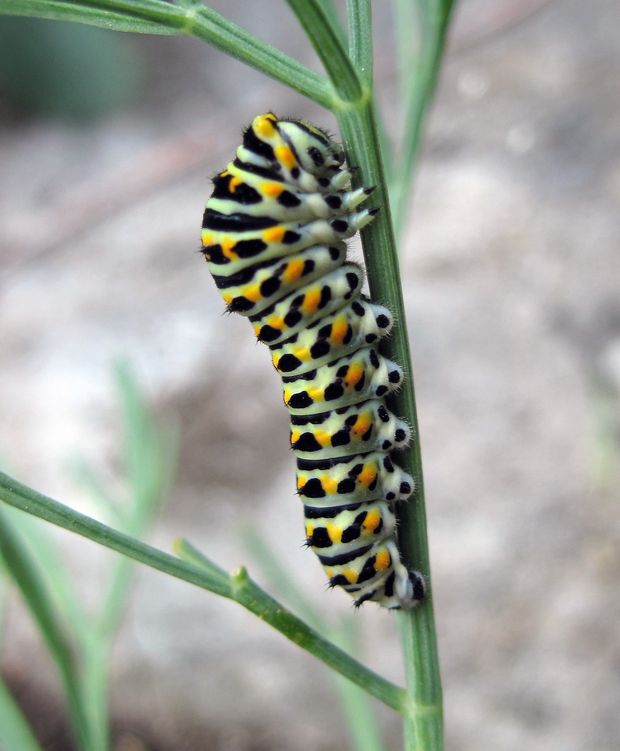 vidlochvost feniklový Papilio machaon L., 1758
