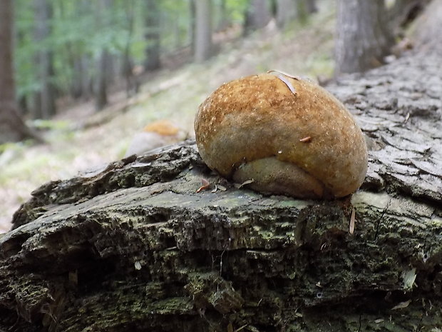 ohňovec Phellinus sp.