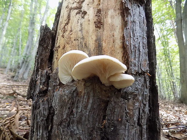 hliva buková Pleurotus pulmonarius (Fr.) Quél.