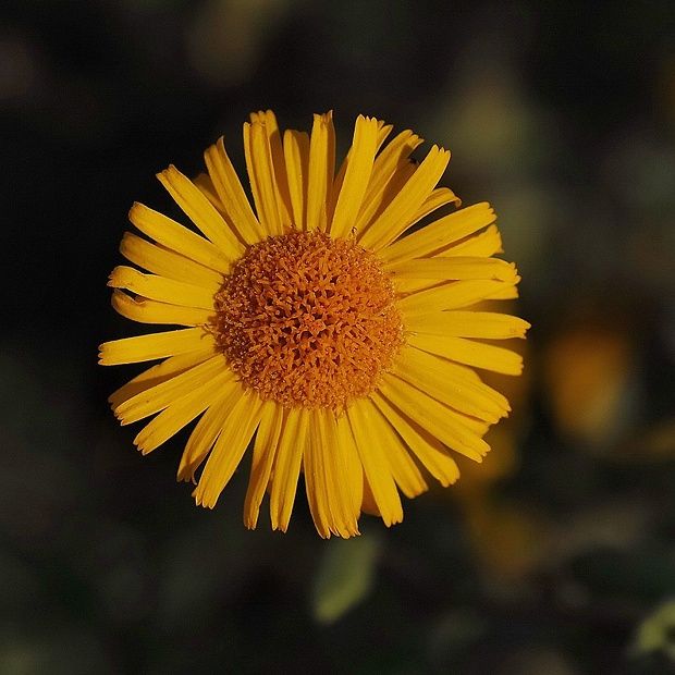 blšník červienkový Pulicaria dysenterica (L.) Bernh.