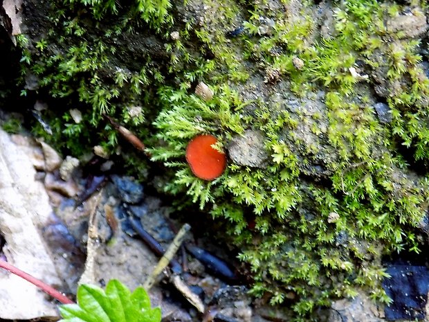 štítovnička Scutellinia sp.