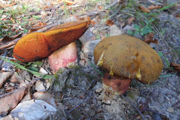 hríb zrnitohlúbikový Sutorius luridiformis (Rostk.) G. Wu & Zhu L. Yang