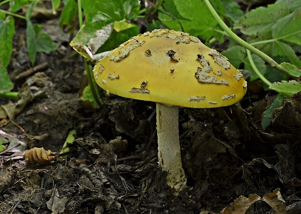 muchotrávka slamovožltá Amanita gemmata (Fr.) Bertill.