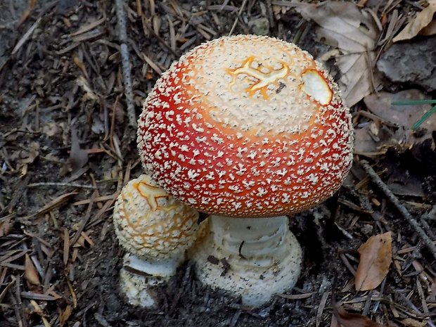 muchotrávka červená Amanita muscaria (L.) Lam.