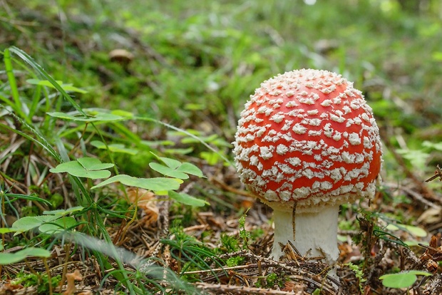 muchotrávka červená Amanita muscaria (L.) Lam.