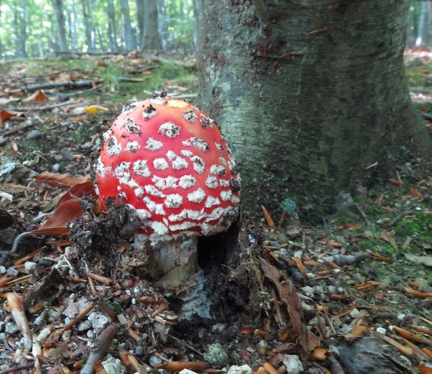 muchotrávka červená Amanita muscaria (L.) Lam.