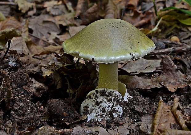 muchotrávka zelená Amanita phalloides (Vaill. ex Fr.) Link