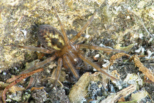 cedivka Amaurobius sp.